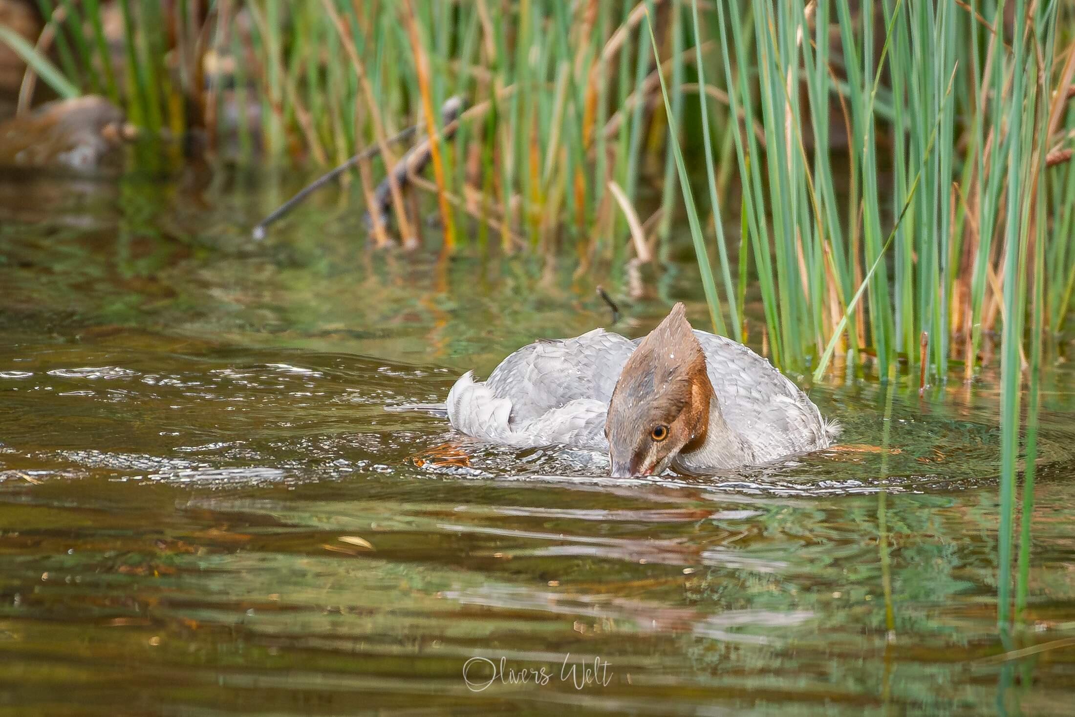 Bild ohne Beschreibung