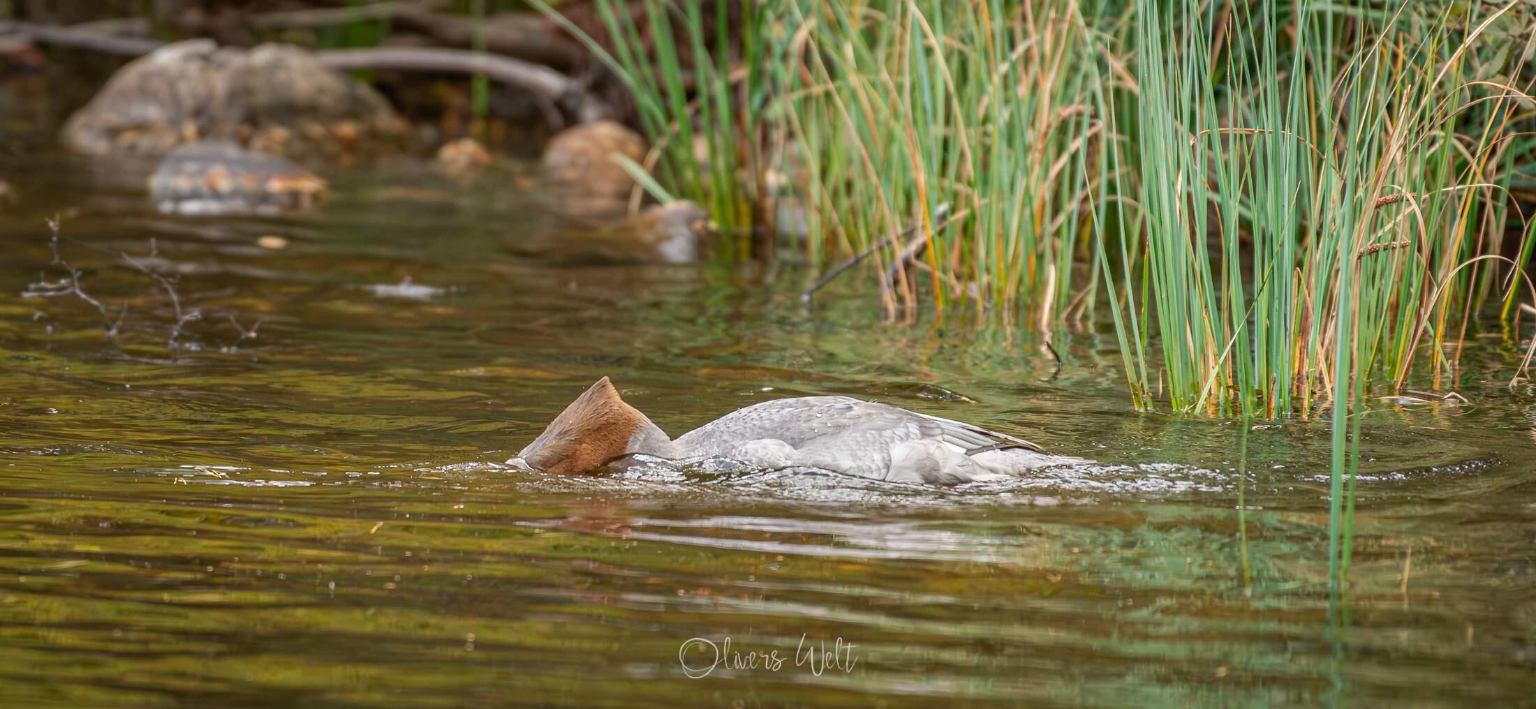 Bild ohne Beschreibung