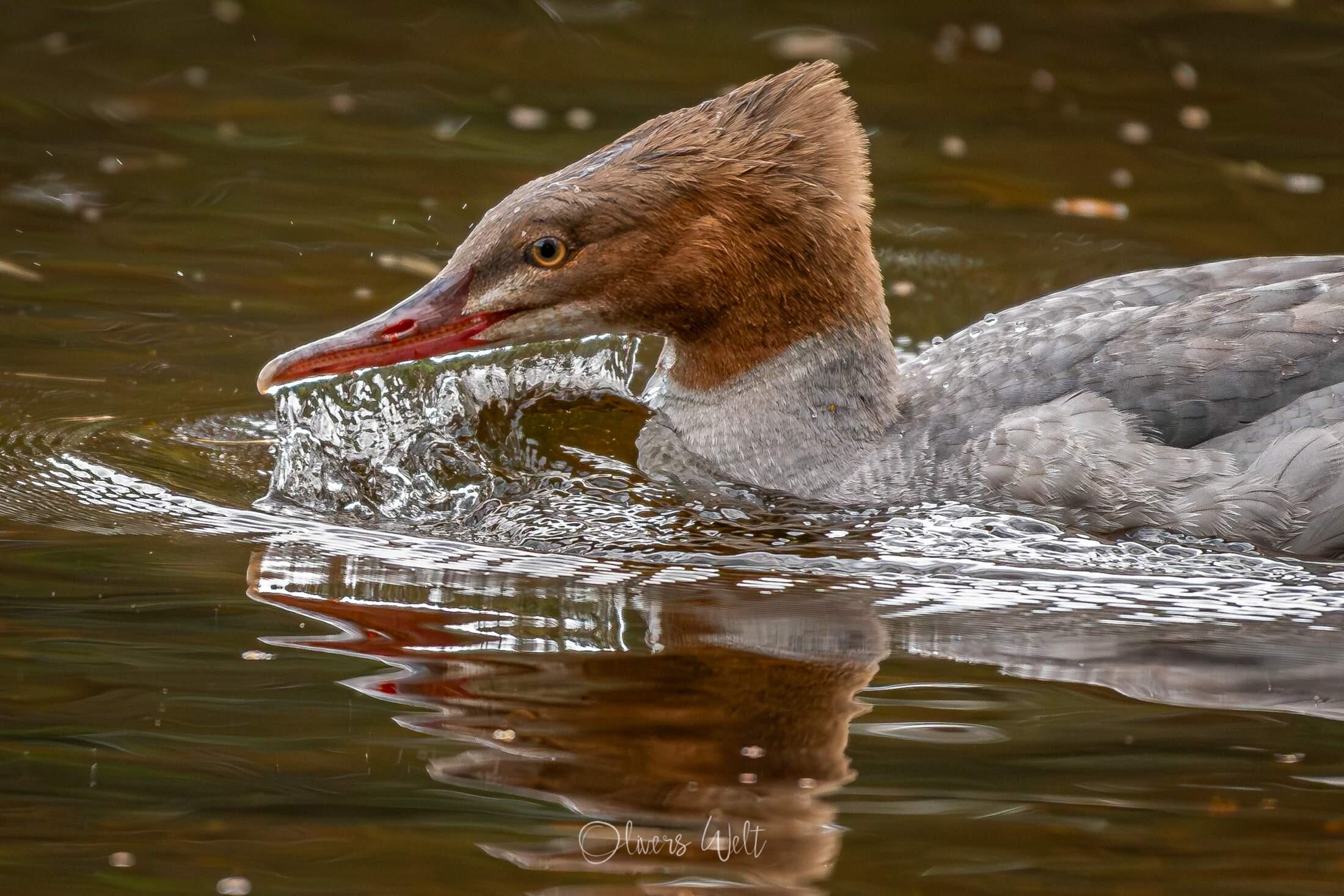 Bild ohne Beschreibung