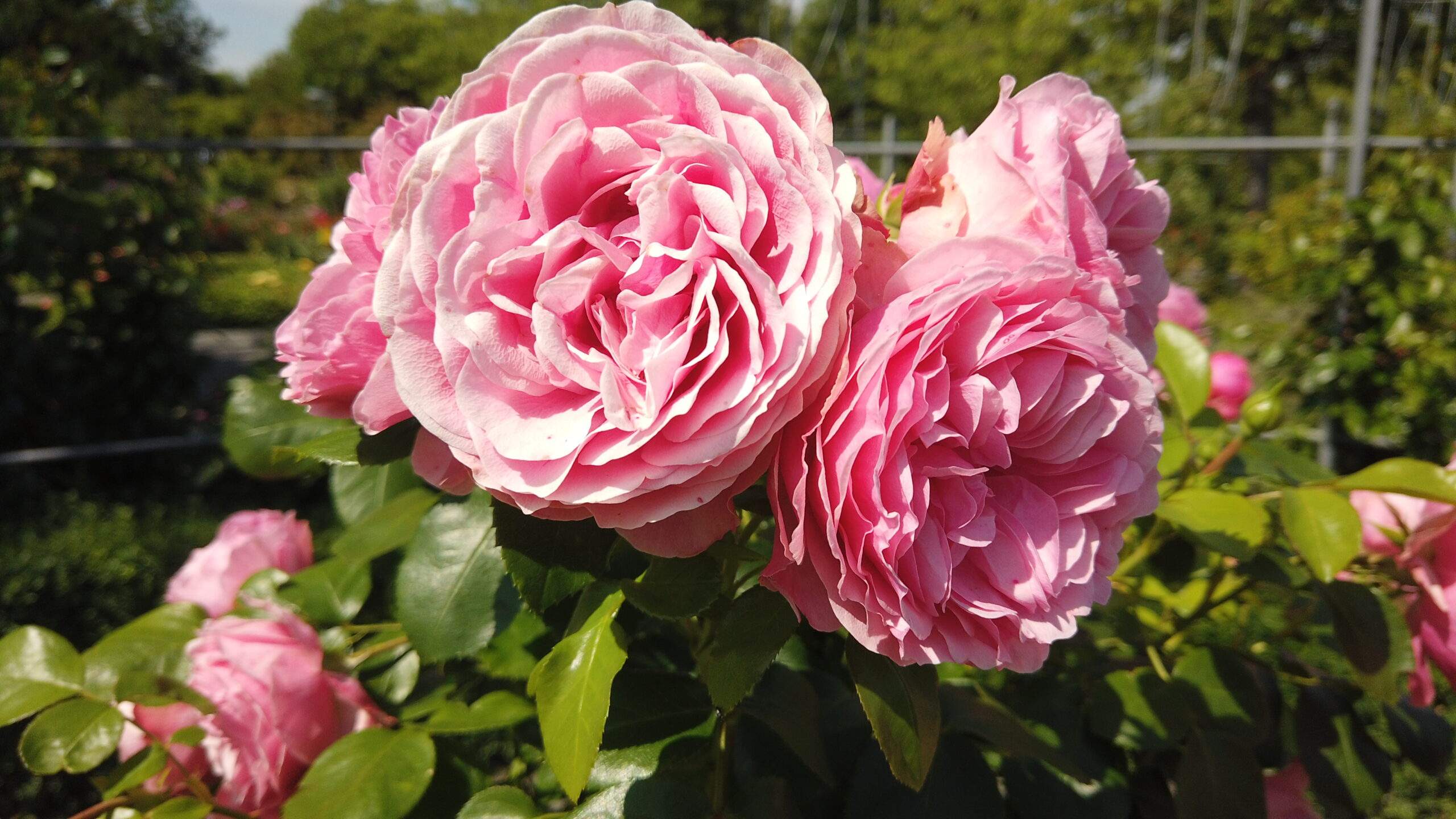 Bild ohne Beschreibung Bild ohne Beschreibung