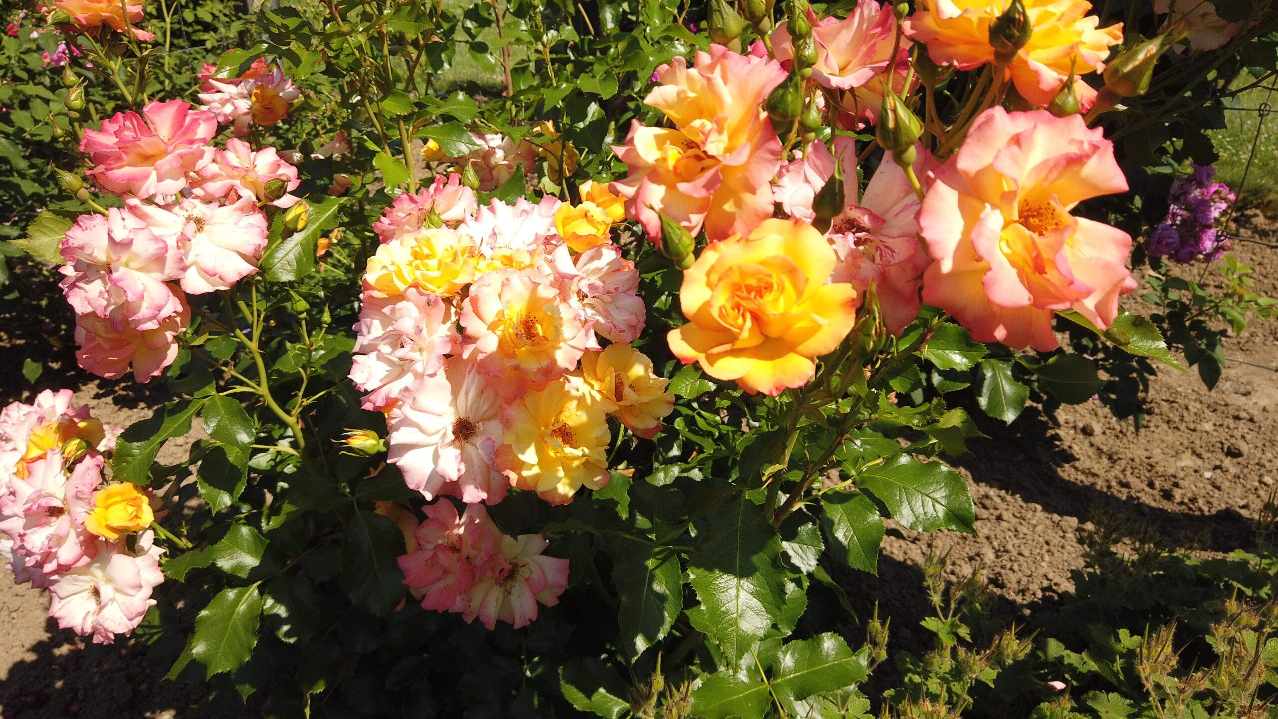 Bild ohne Beschreibung Bild ohne Beschreibung