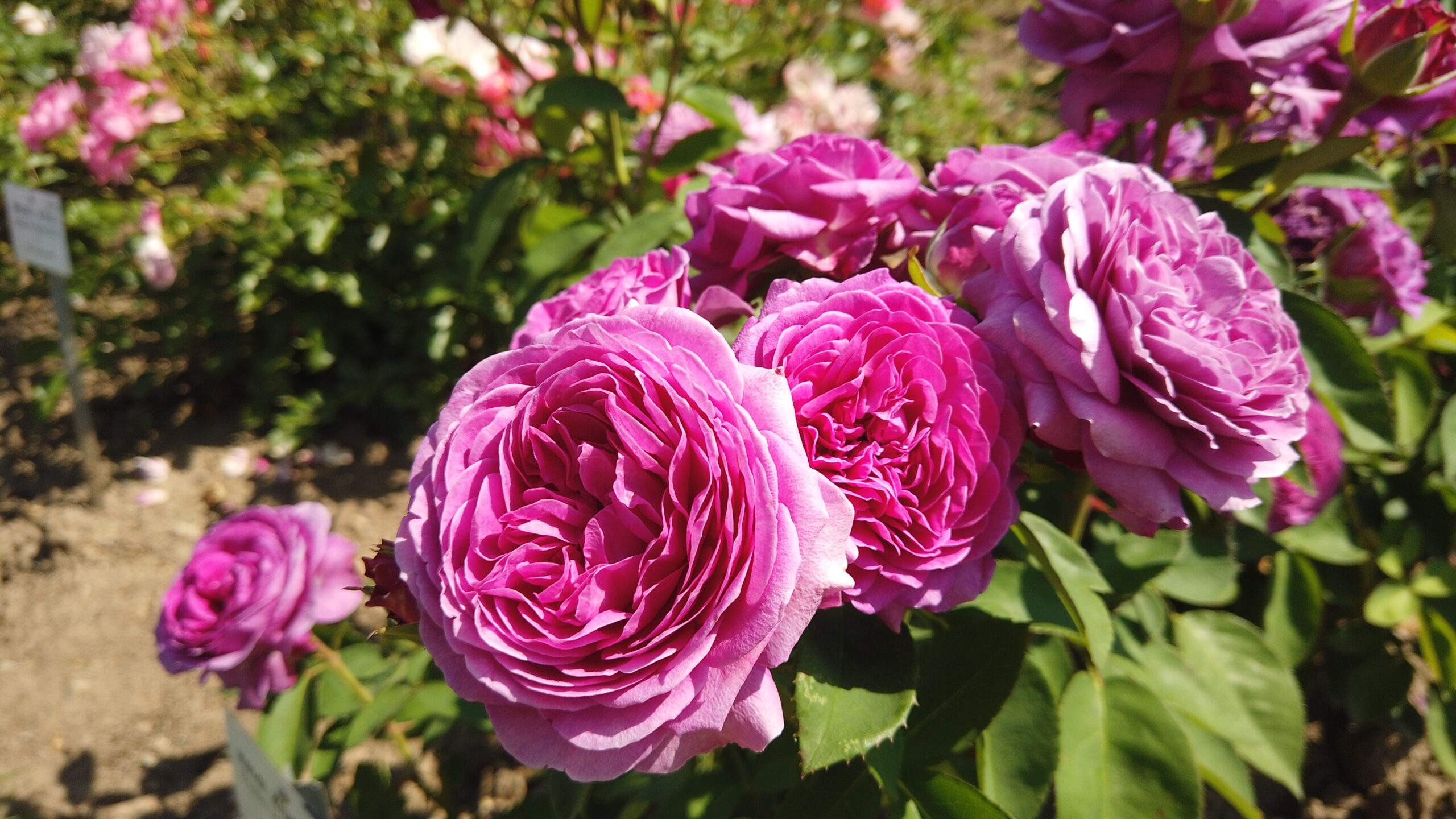 Bild ohne Beschreibung Bild ohne Beschreibung