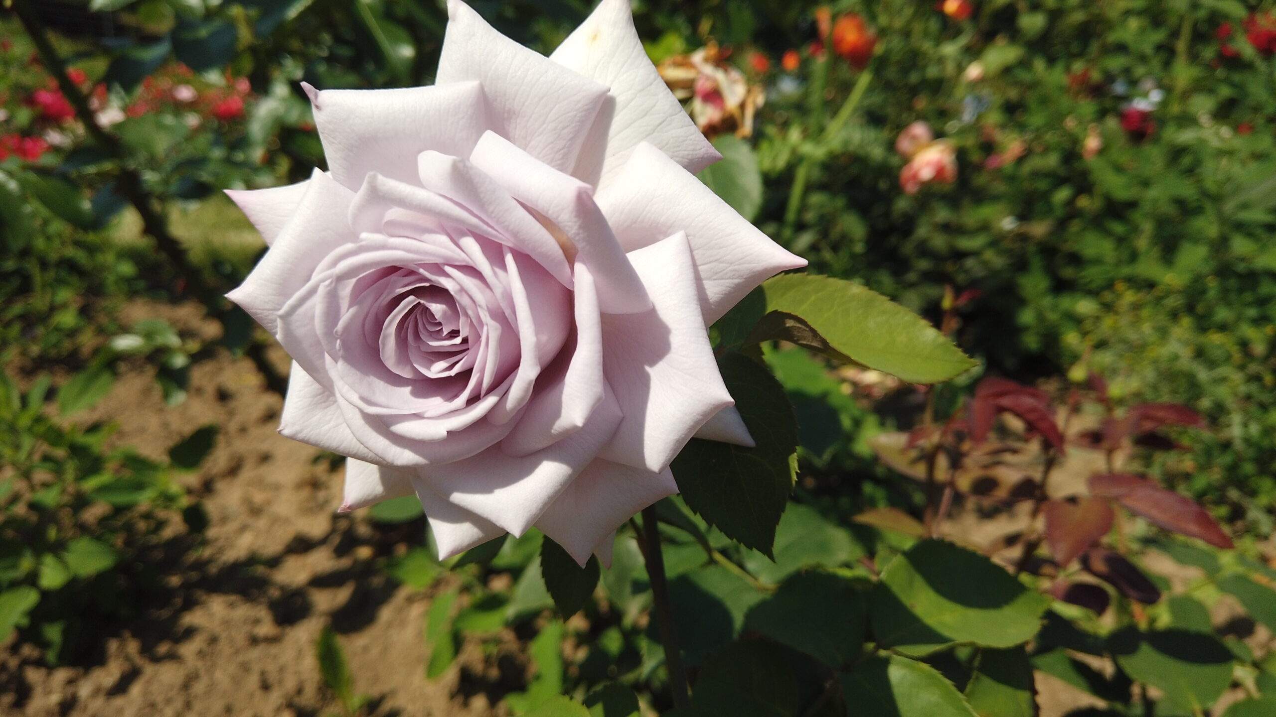 Bild ohne Beschreibung Bild ohne Beschreibung